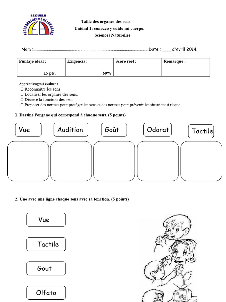 Organes des sens : fonctions et soins | PDF | Sens (physiologie ...