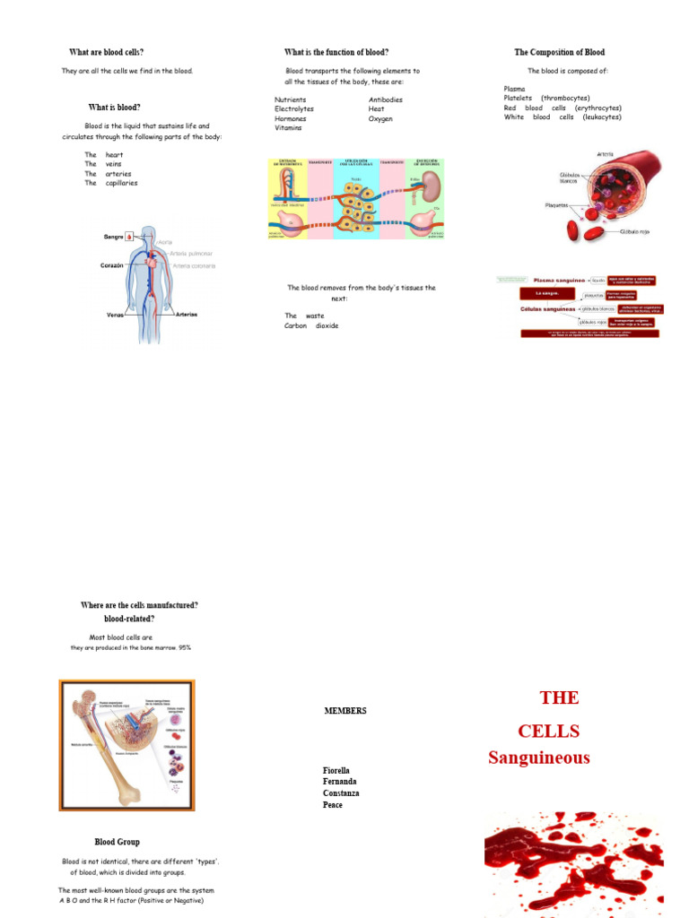 Understanding Blood Cells and Functions | PDF