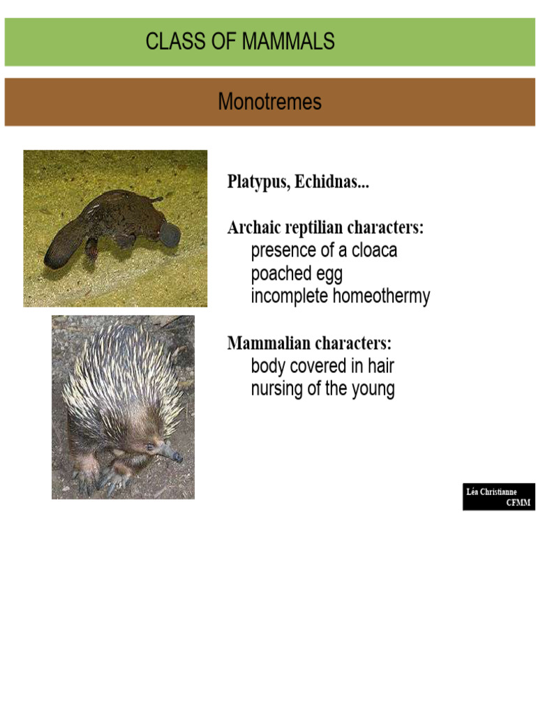 Overview of Mammal Classes and Types | PDF | Mammals | Marsupials