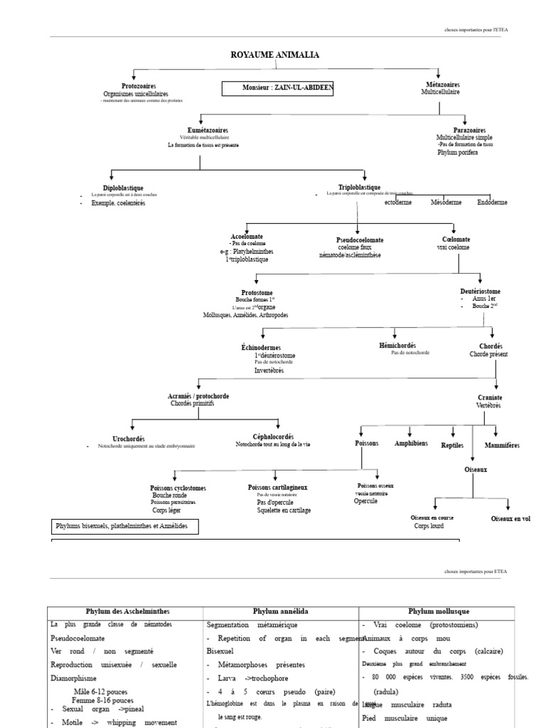 Classification des Animaux et Phylums | PDF | Mollusque | Zoologie