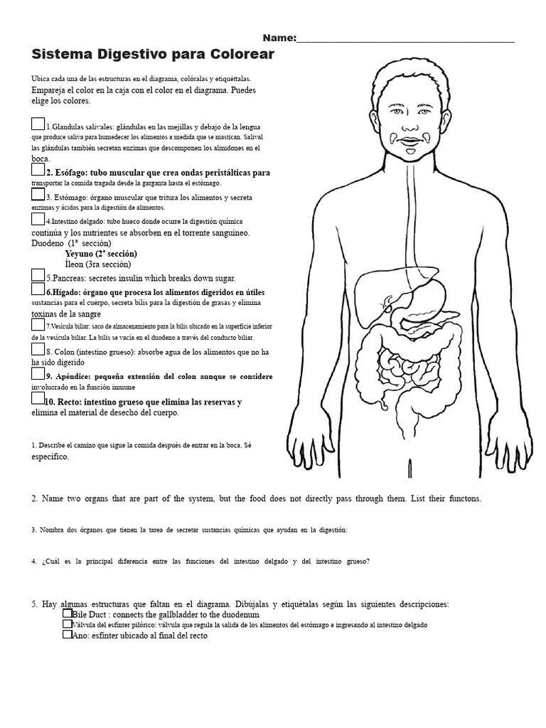 Sistema Digestivo: Actividad de Colorear | PDF | Sistema digestivo