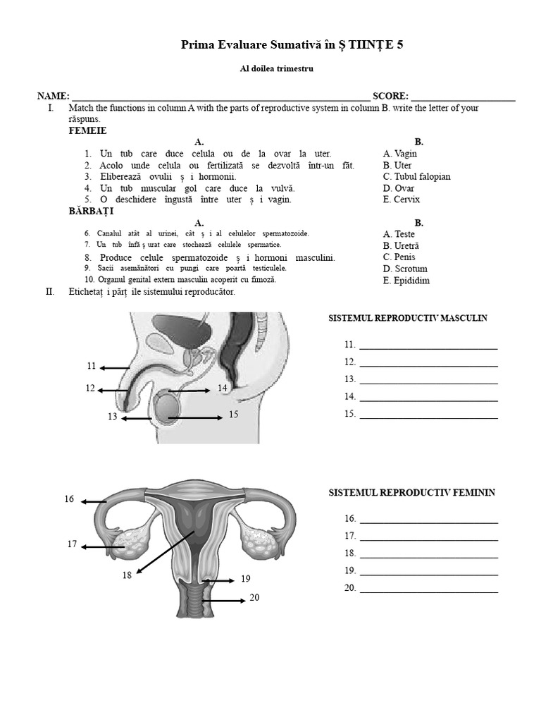 Test Sumativ | PDF