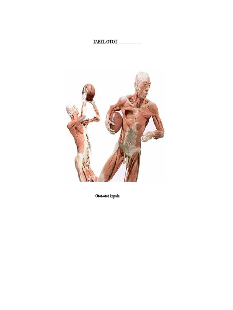 Tabel Otot: Struktur dan Fungsi Otot Manusia | PDF