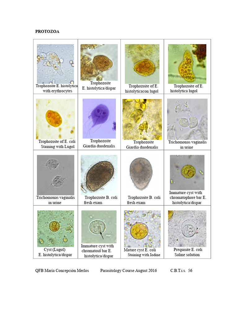 Parasitology Course Overview 2016 | PDF | Microbiology | Parasitology