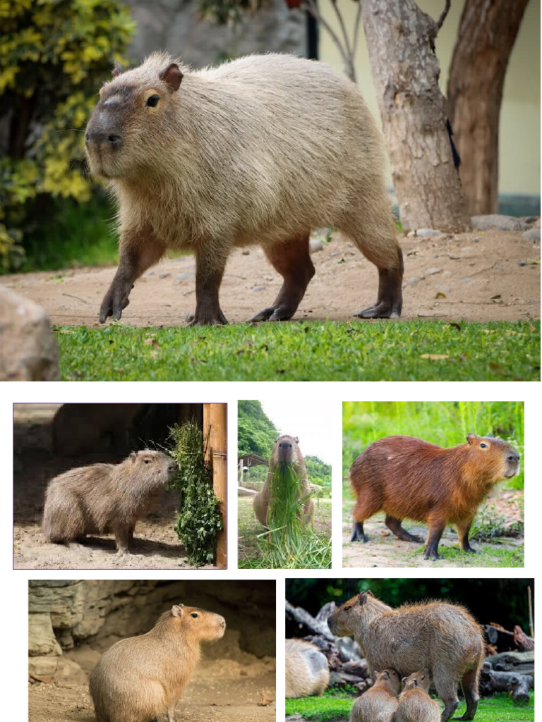 Capibara | PDF