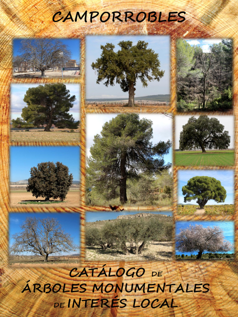 Árboles Monumentales en Camporrobles | PDF | Pino | Arboles