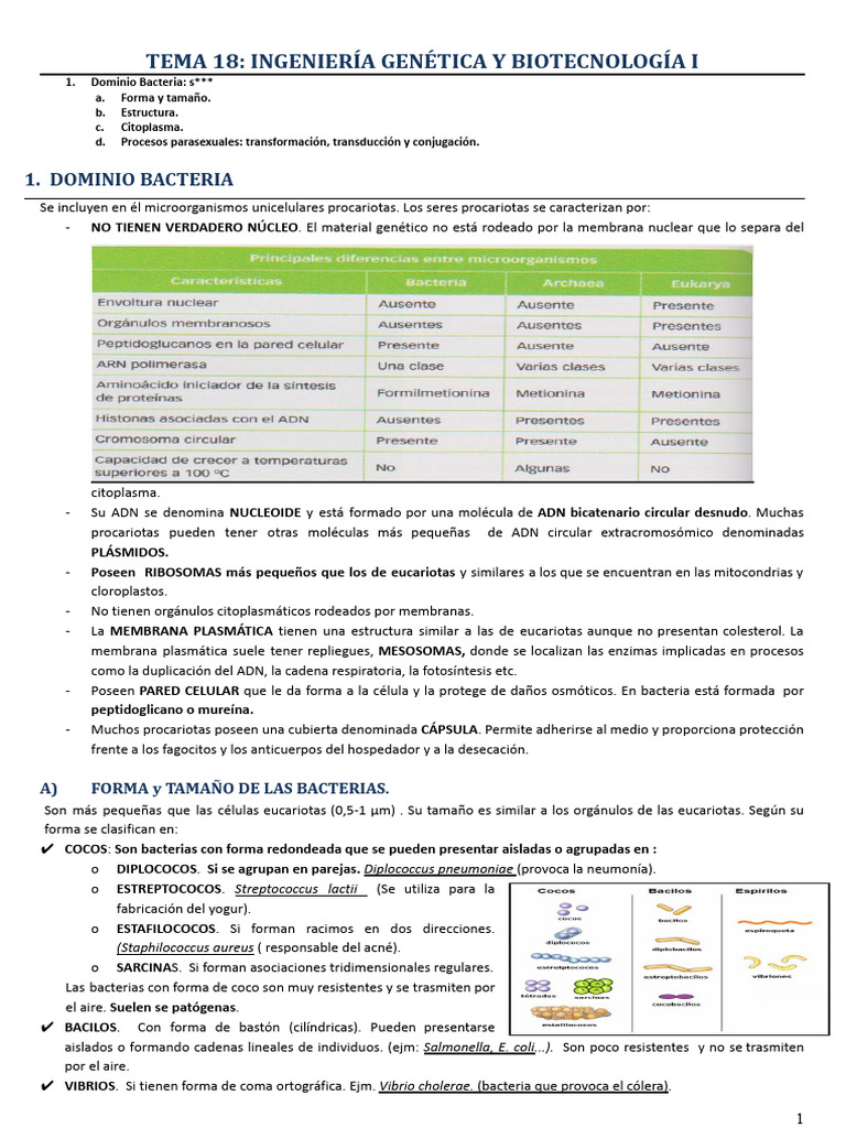 Estructura y Clasificación de Bacterias | PDF | Las bacterias | Plásmido