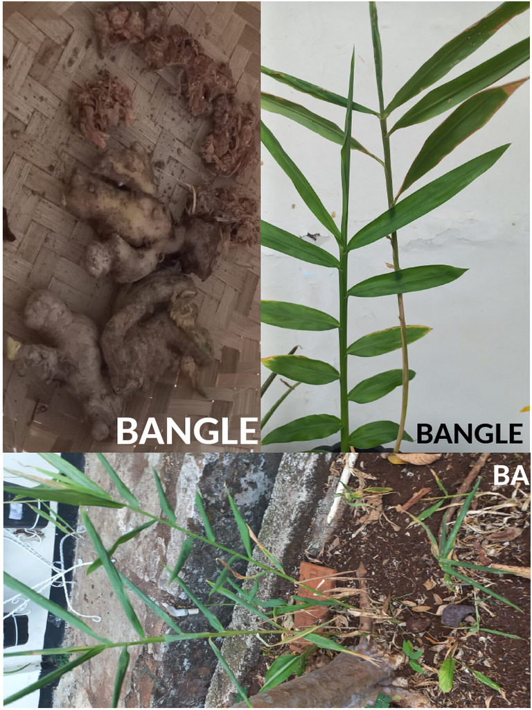Manfaat dan Jenis Tanaman Bangle | PDF