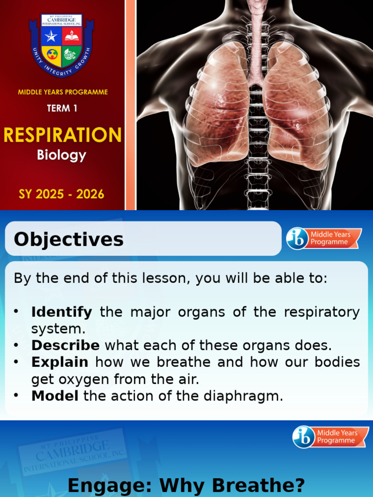 Understanding the Respiratory System | PDF | Respiratory Tract | Breathing