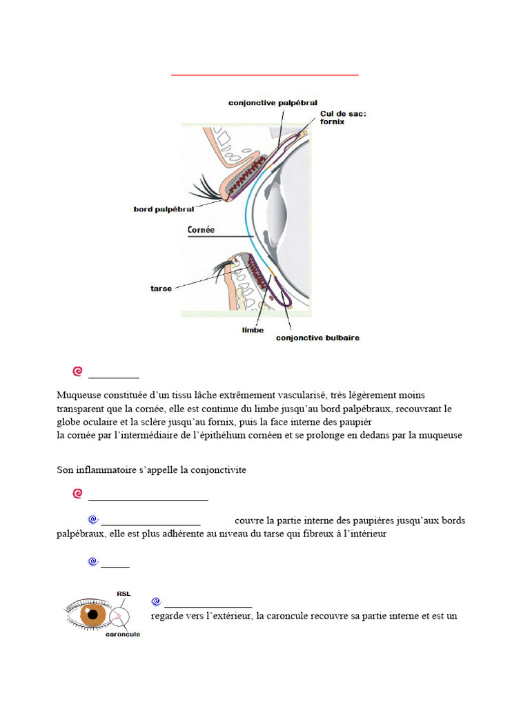 Anatomie et fonctions de la conjonctive | PDF | Cornée | Anatomie humaine