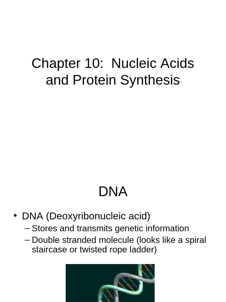 DNA and RNA: Structure and Function | PDF | Rna | Dna