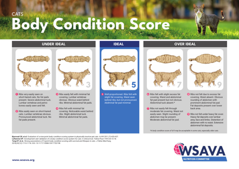 Wsava Bcscat Bcscat Nutrition 250612 | PDF | Abdomen | Abdominal Obesity