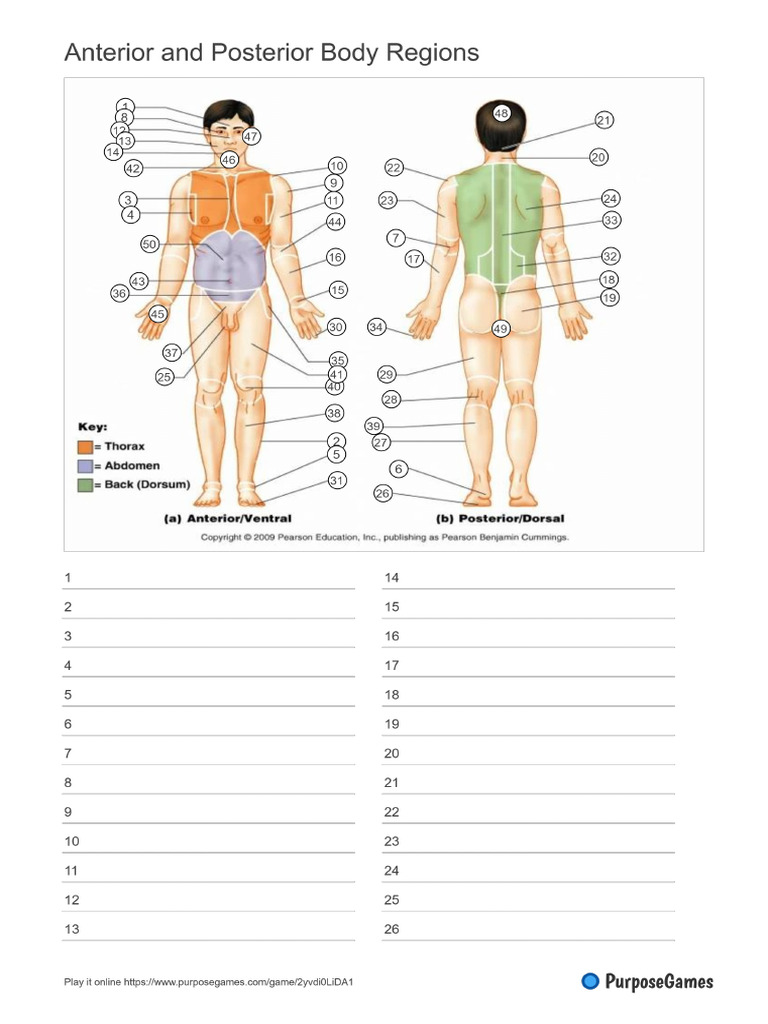 Worksheet | PDF