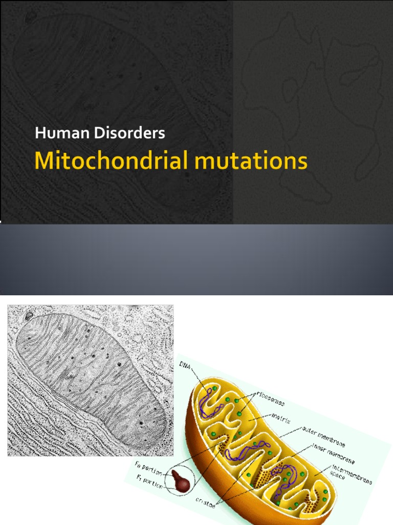 Mitochondrial DNA and Human Disorders | PDF | Science & Mathematics