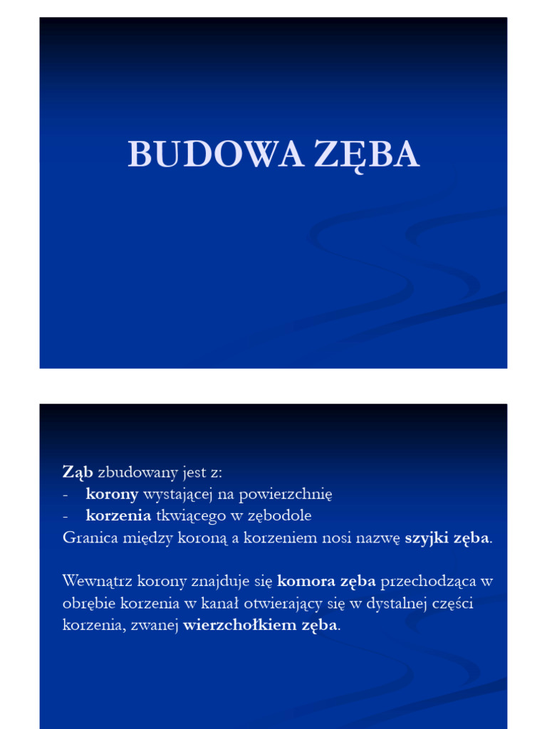 3a. Budowa Zeba | PDF