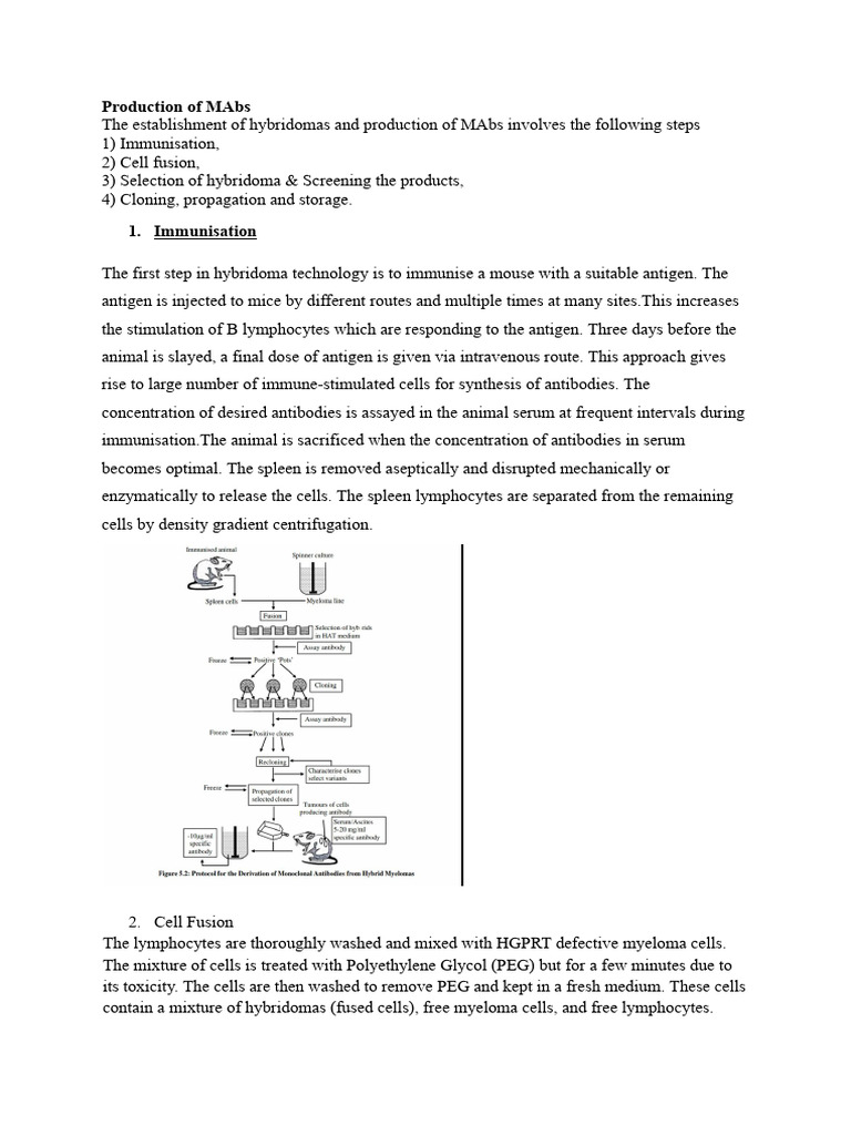 Monoclonal Antibody Production Process | PDF | Monoclonal Antibody ...