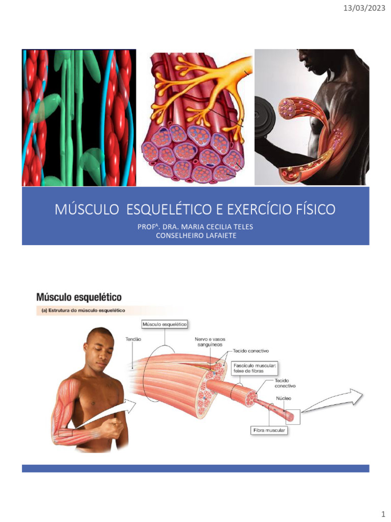 Tipos de Fibras Musculares Esqueléticas | PDF | Músculo
