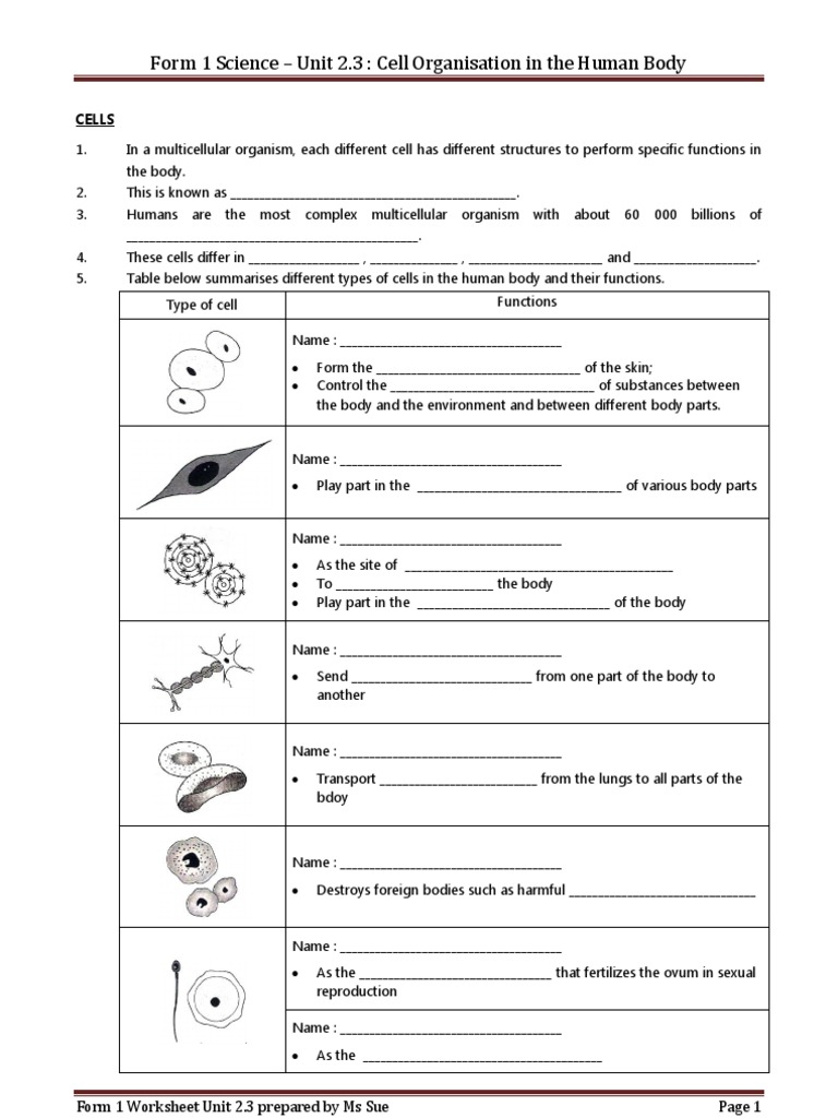 Human Body Cell Organization Overview | PDF