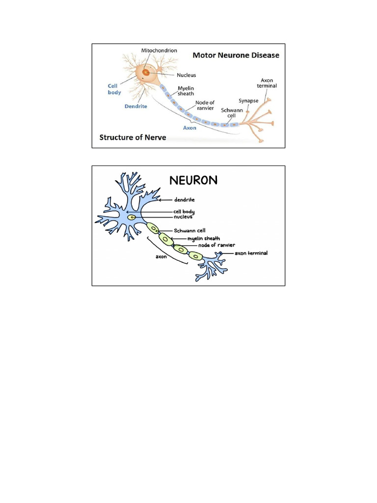 Neuron | PDF