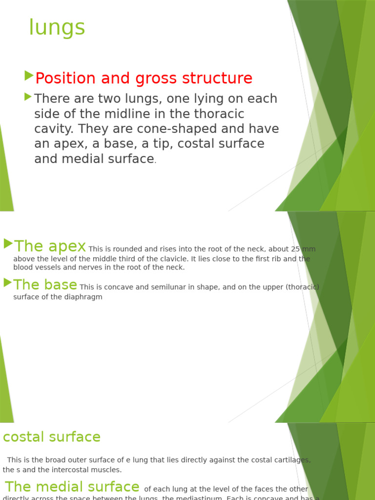 Anatomy and Function of the Lungs | PDF | Lung | Exhalation