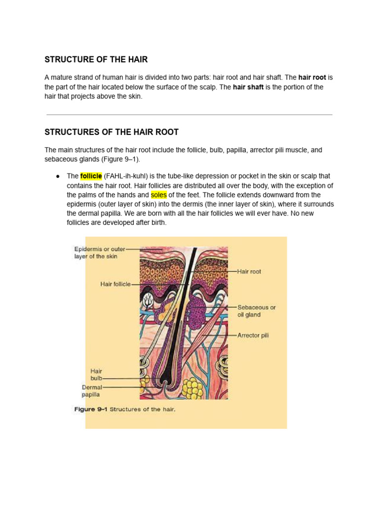Anatomy of Human Hair Structure | PDF | Hair | Skin