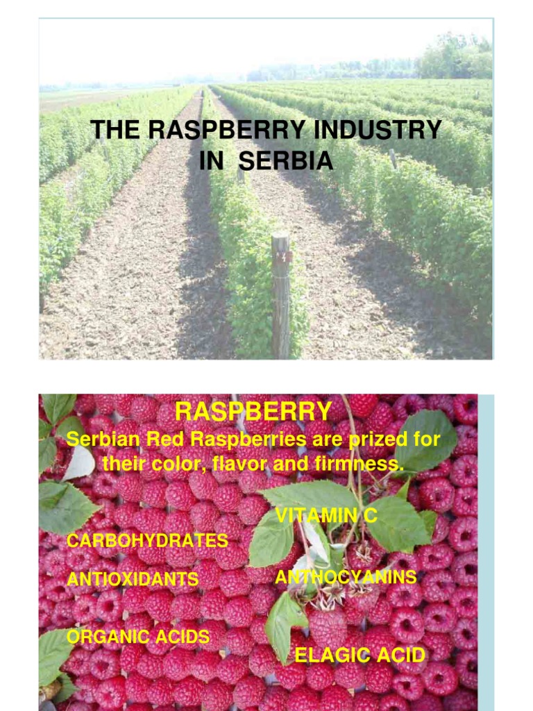 Serbia's Leading Raspberry Production | PDF | Raspberry | Refrigeration
