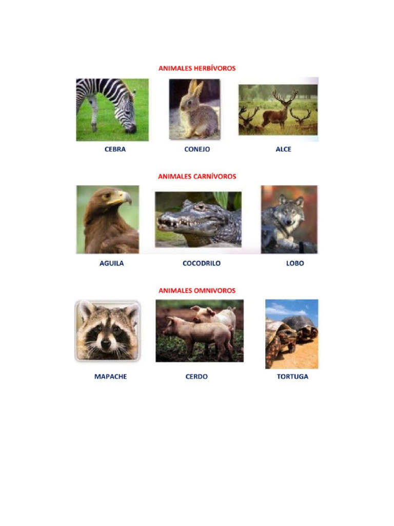 Impresion Animales | PDF