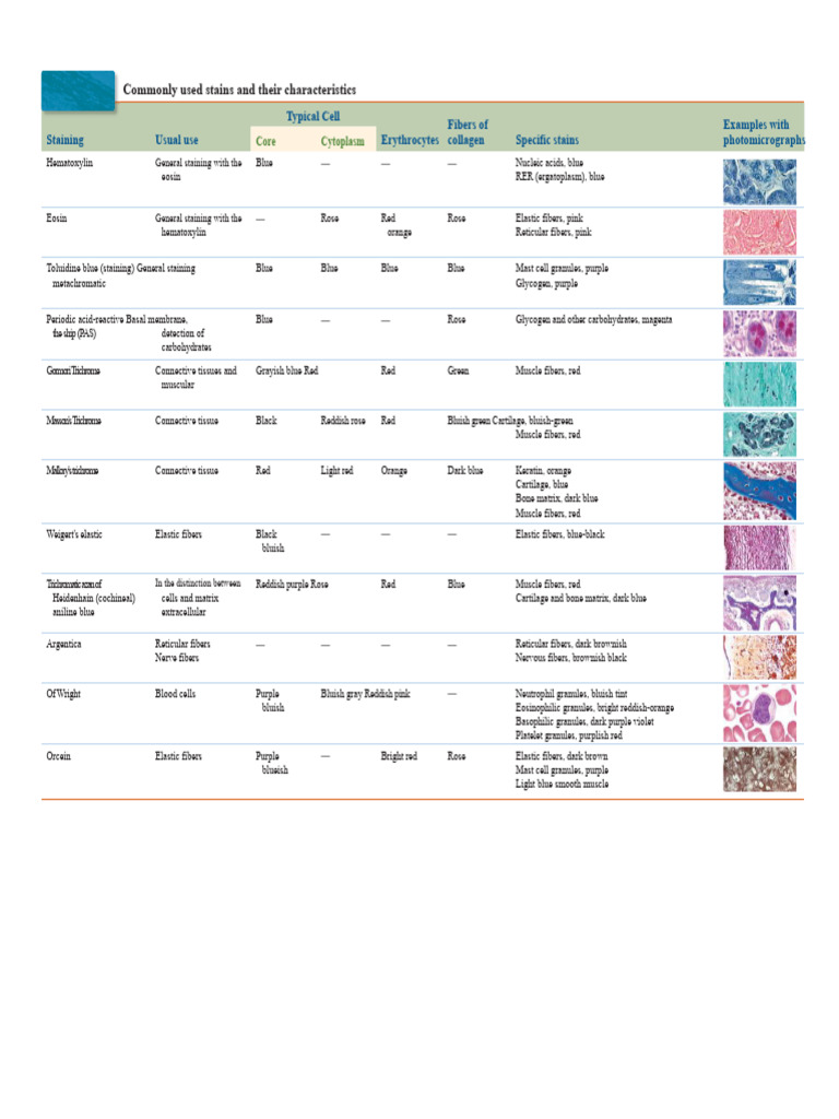 Stain Characteristics in Histology | PDF | Staining | Connective Tissue