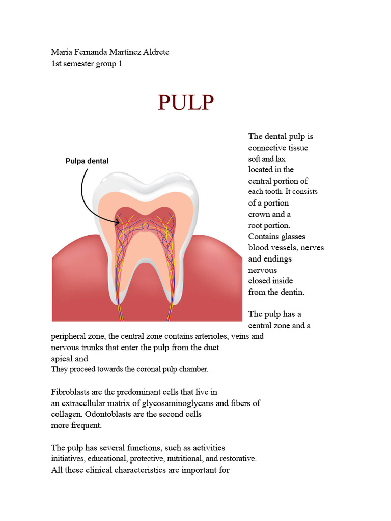 Pulp | PDF | Dental Anatomy | Dentin