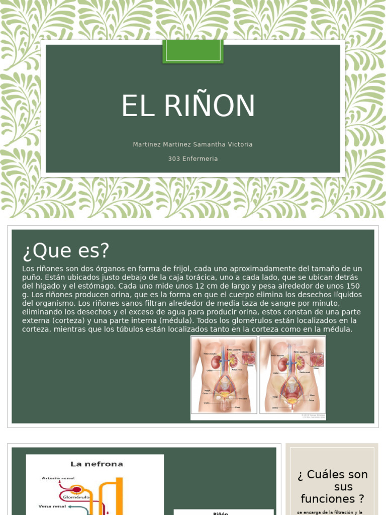 El Riñon | PDF