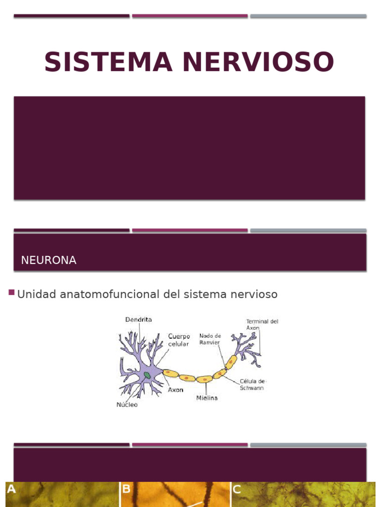 Sistema Nervioso | PDF | Sinapsis | Neurona