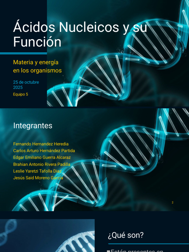 Funciones y Estructura de Ácidos Nucleicos | PDF | Rna | Adn