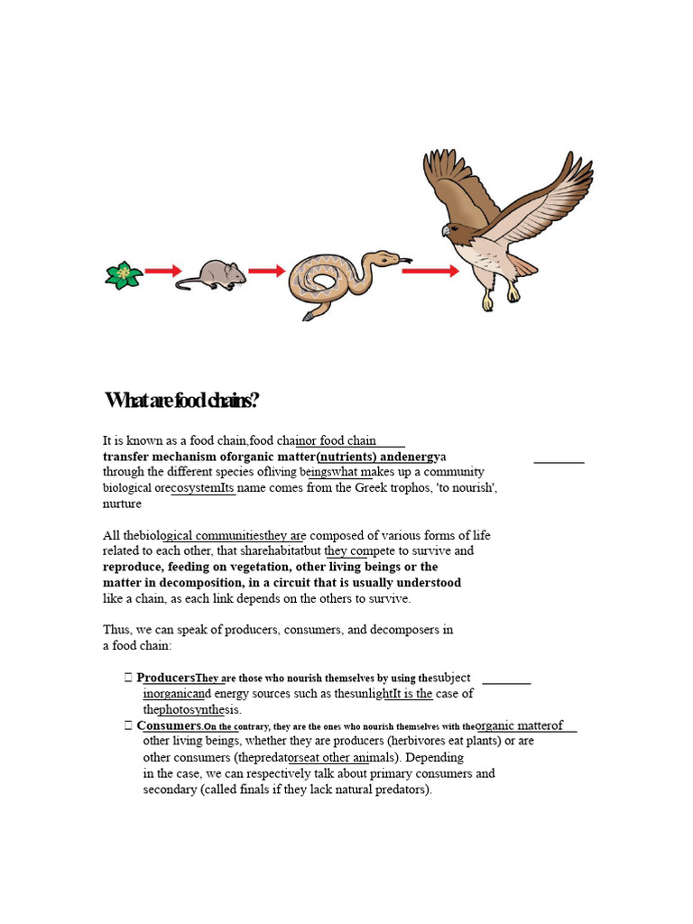 Understanding Food Chains and Ecosystems | PDF | Food Web | Water Pollution