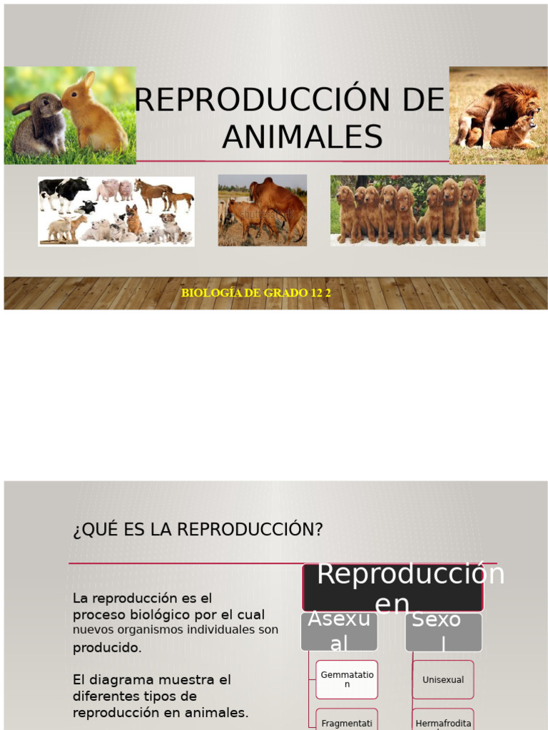 Reproducción de Animales | PDF | Reproducción sexual | Sexo