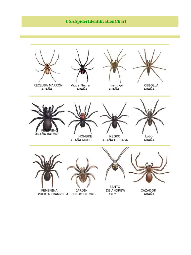 Guía de Identificación de Arañas Venenosas | PDF | Araña