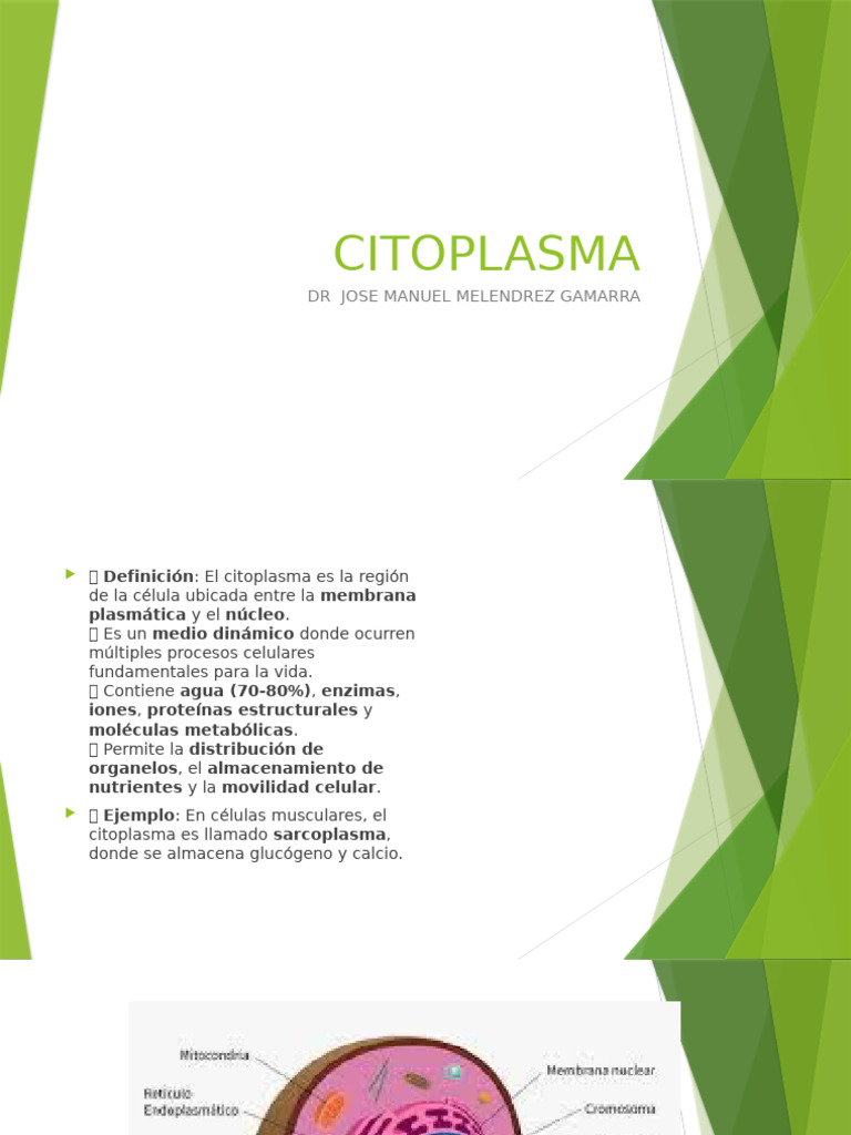 Estructura y Función del Citoplasma Celular | PDF | Citoplasma ...