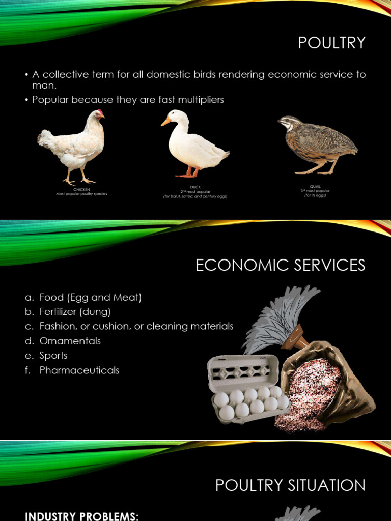 Poultry Species and Industry Insights | PDF | Poultry | Chicken