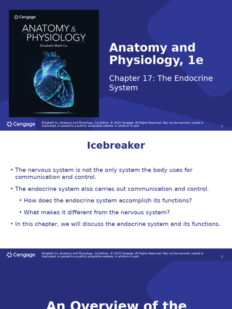 Co a&P 1e PPT CH17 Revise p2 | PDF | Pituitary Gland | Thyroid