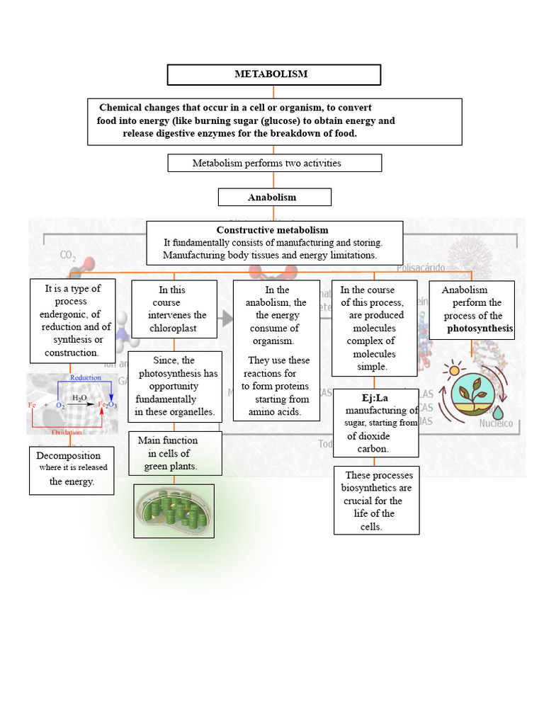 Mind Map | PDF | Metabolism | Cell (Biology)