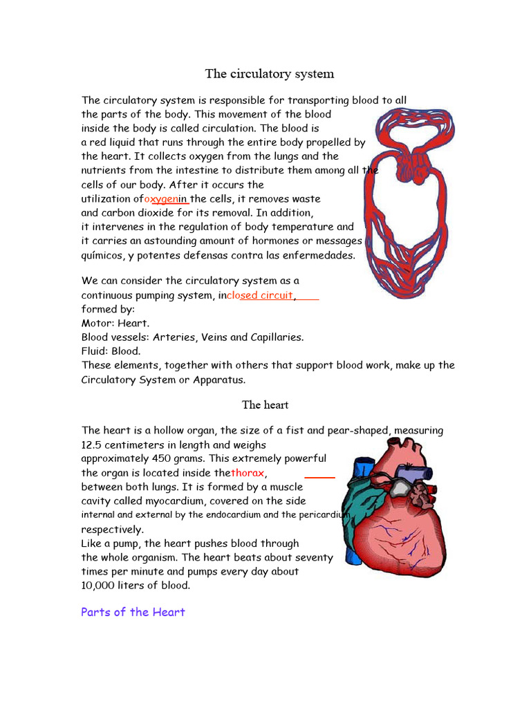 Understanding the Circulatory System | PDF | Atrium (Heart) | Diastole