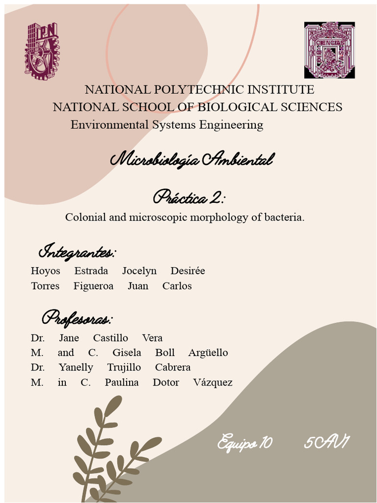 Bacterial Morphology and Staining Techniques | PDF | Staining | Bacteria