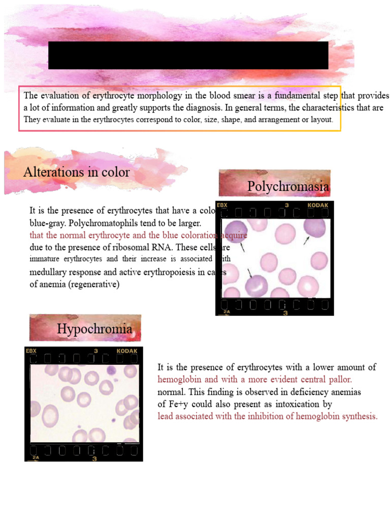Erythrocyte Morphology Evaluation Guide | PDF | Red Blood Cell | Anemia