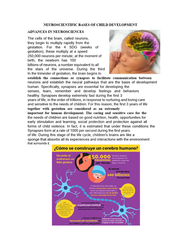 Neuroscience of Early Child Development | PDF | Child Development | Brain
