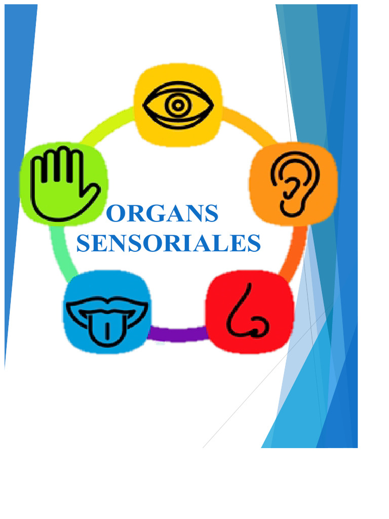 Organ Sensorik dan Fungsi Penglihatan | PDF