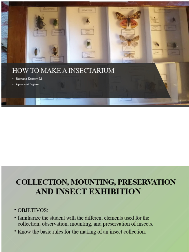 Insectarium Creation Guide | PDF