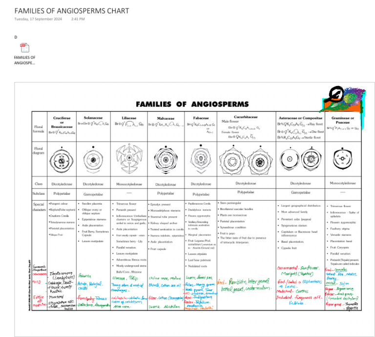 Families of Angiosperms Chart (1) - 111837 | PDF