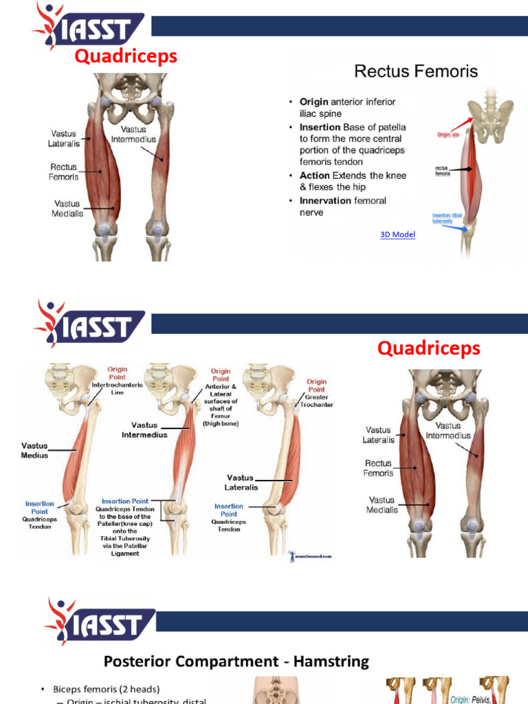 7.0. Lower Body Anatomy and Function (Presentation) 2 | PDF