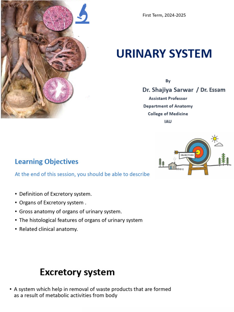 Anatomy of the Urinary System Overview | PDF | Kidney | Epithelium