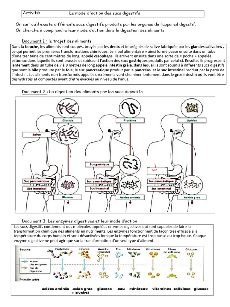 Mode d'action des sucs digestifs | PDF | Digestion | Appareil digestif