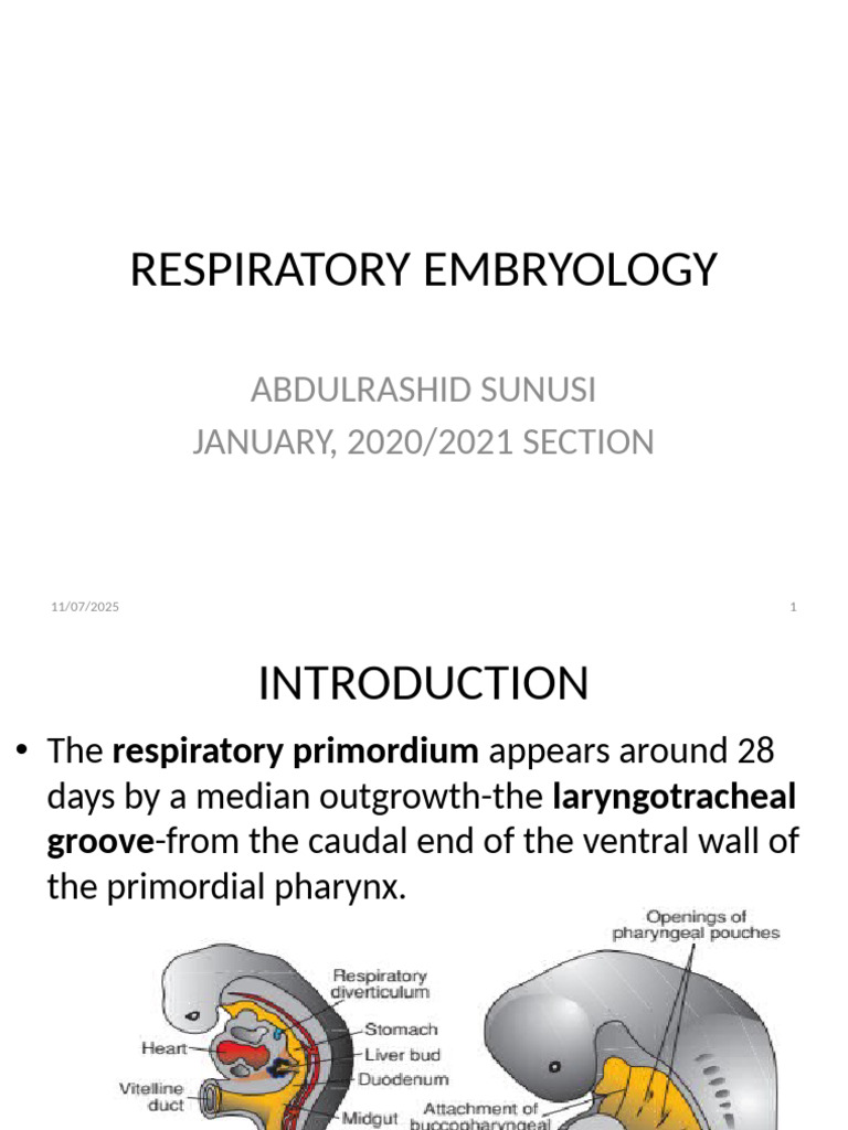Laryngotracheal Diverticulum Development | PDF | Lung | Larynx